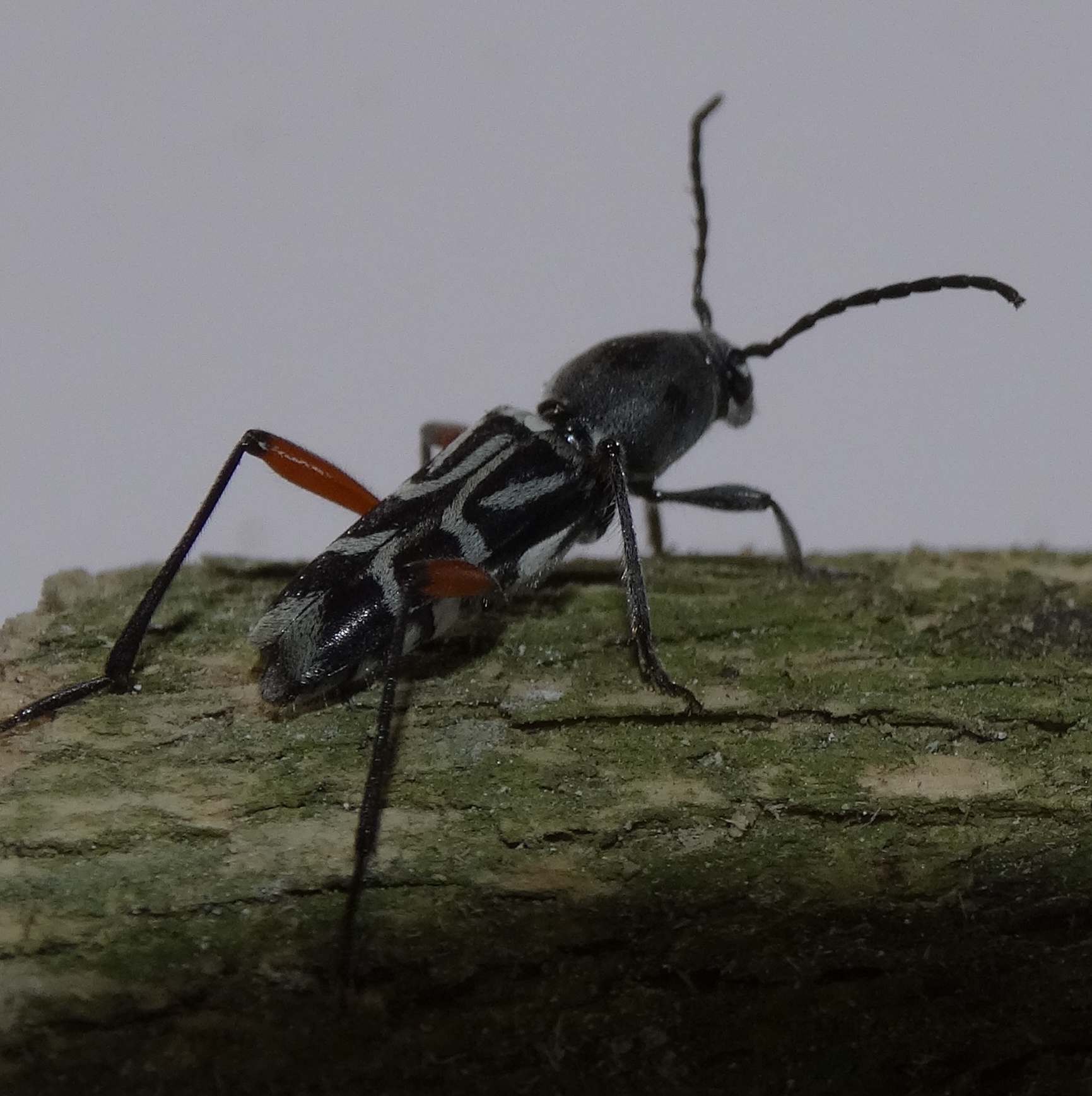 Coffee White Stem Borer Adults